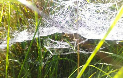 Close-up of wet spider web on plants