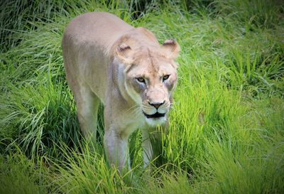 Lion in grass