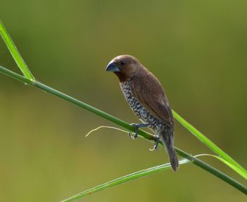 Close-up of bird perching on leaf