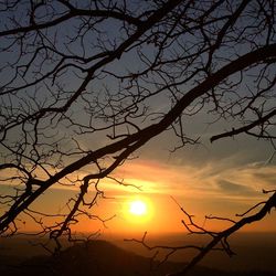 Sun shining through trees
