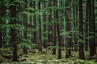 Pine trees in forest