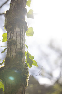 Low angle view of tree trunk against sky