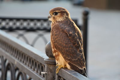 Close-up of owl perching on railing