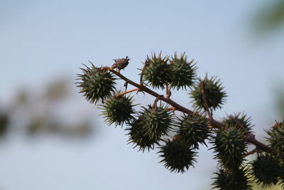 Close-up of fresh green leaves
