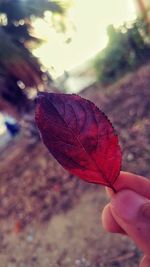 Close-up of hand on maple leaf