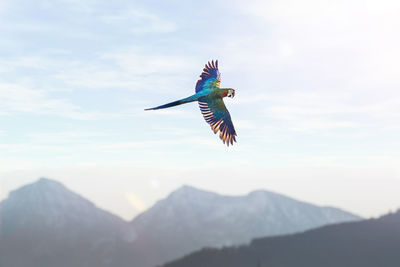 Bird flying in mountains against sky