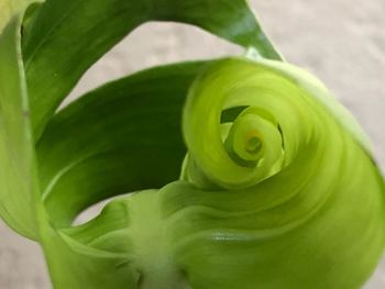 Close-up of succulent plant