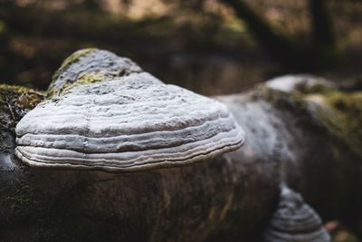 Close-up of rocks on rock