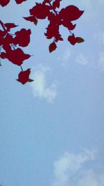 Low angle view of trees against blue sky