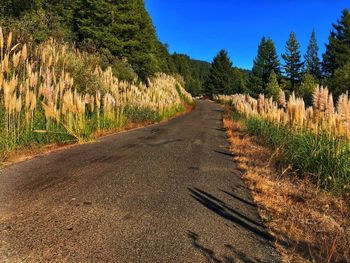 Road amidst trees against sky