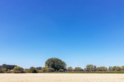 Scenic view of field against clear blue sky