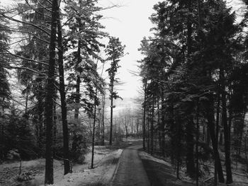 Road amidst trees in forest against sky