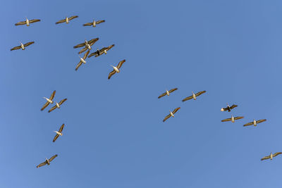 Pelicans in the sky over the intercoastal waterway dania florida