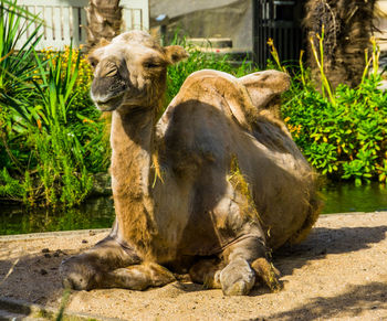 Elephant sitting in a zoo