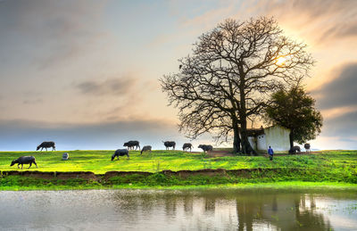 Horses grazing in a lake