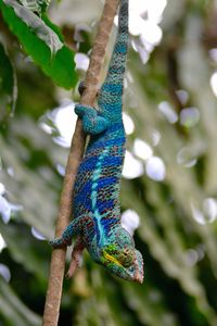 Close-up of chameleon on branch