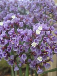 Close-up of purple flowers