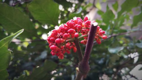 Close-up of red berries growing on tree