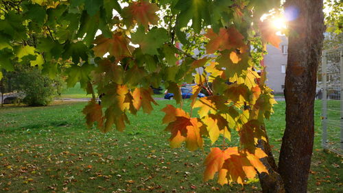 Yellow flowering plants and trees on field