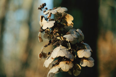 Close-up of wilted plant