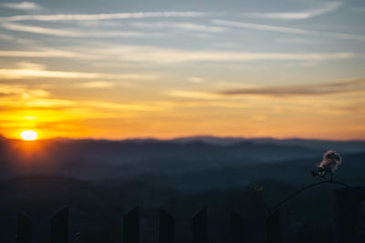 Scenic view of silhouette plants against sky during sunset