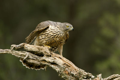 Close-up of owl perching on branch