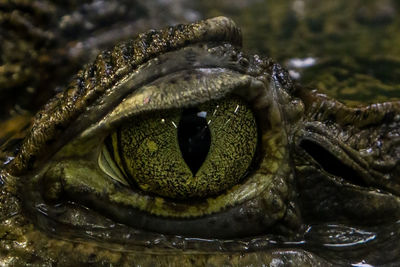 Close-up of crocodile eye