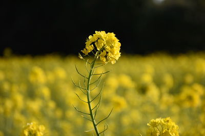 Close-up of fresh yellow flower plant