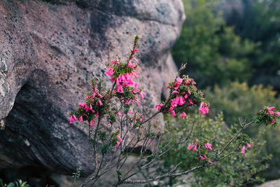 Close-up of wild flowers growing between the rocks in the australian bush