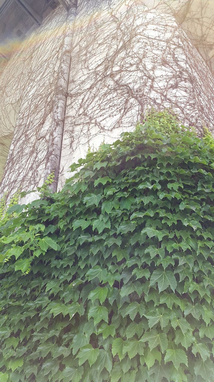 green color, leaf, pattern, textured, wall - building feature, close-up, plant, high angle view, growth, built structure, no people, architecture, day, outdoors, stone material, sunlight, building exterior, nature, ivy, brick wall