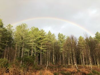 Scenic view of rainbow over trees in forest