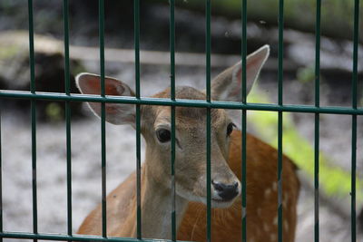 Close-up of deer seen through fence at zoo