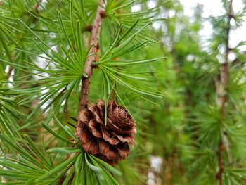 Close-up of pine tree