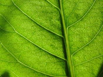 Full frame shot of green leaf