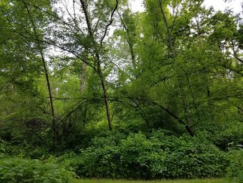 Trees in forest