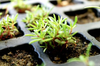 Close-up of fresh green plant