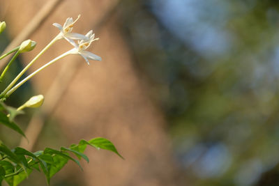 Close-up of flowering plant