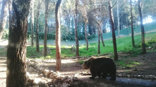 Trees in forest