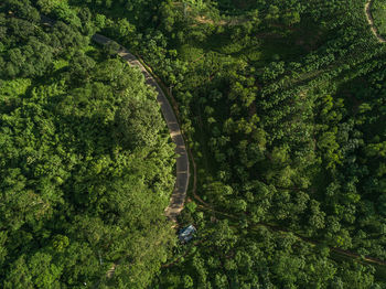 High angle view of trees in forest