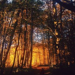 Trees in forest