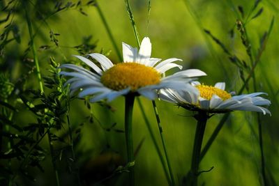 Close-up of white flowers
