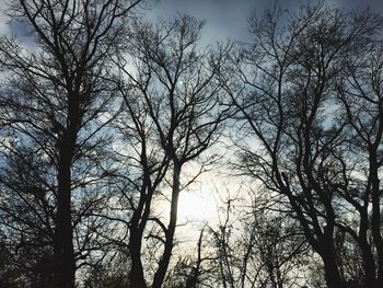 Low angle view of silhouette bare trees against sky