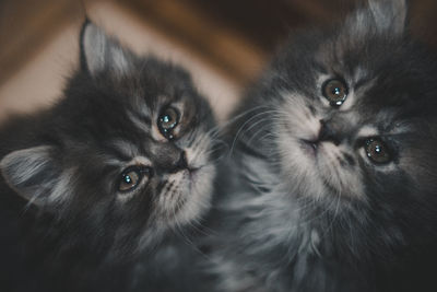 Close-up portrait of cats