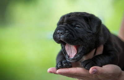 Close-up of hand holding dog