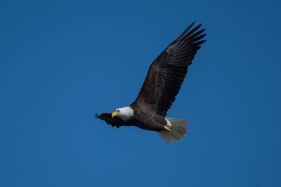 Low angle view of eagle flying against clear blue sky