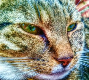 Close-up portrait of cat