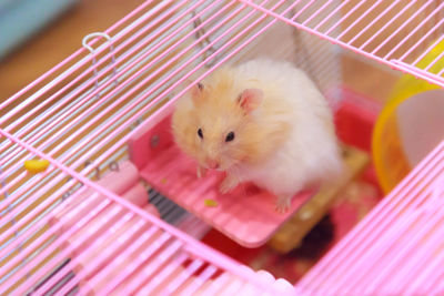 High angle view of cat in cage