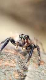 Close-up of spider on web