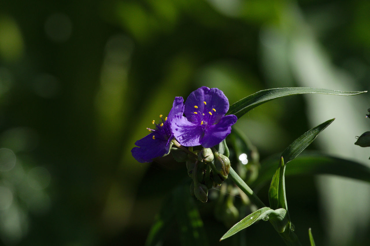 Study in purple light and shadow Morning Plant Beauty In Nature Close Up Close-up Closeup Flower Macro Purple Purple Flower Purple Flowers Sidelight