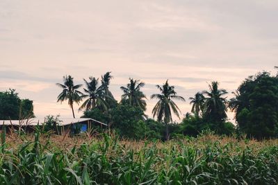 Palm trees on field against sky at sunset